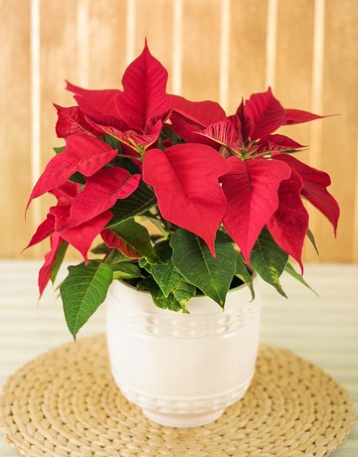 Christmas Poinsettia Plant in Ceramic Pot in Durban, South Africa Durban Florist