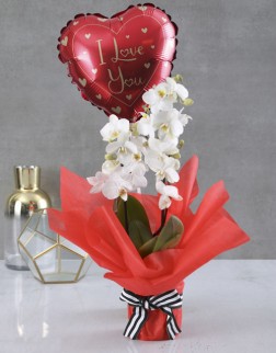 Mini Phalaenopsis Orchid