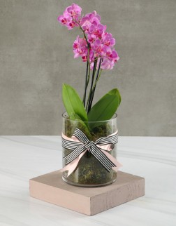 Mothers Day Orchid in glass vase