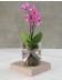 Phalaenopsis Orchid