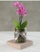 Mothers Day Orchid in glass vase