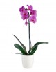 Phalaenopsis Orchid in a Pot