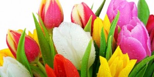 Welcome to Our Wonderful World of Flowers